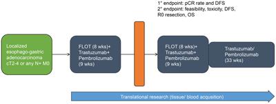 Pembrolizumab and trastuzumab in combination with FLOT in the perioperative treatment of HER2-positive, localized esophagogastric adenocarcinoma—a phase II trial of the AIO study group (AIO STO 0321)